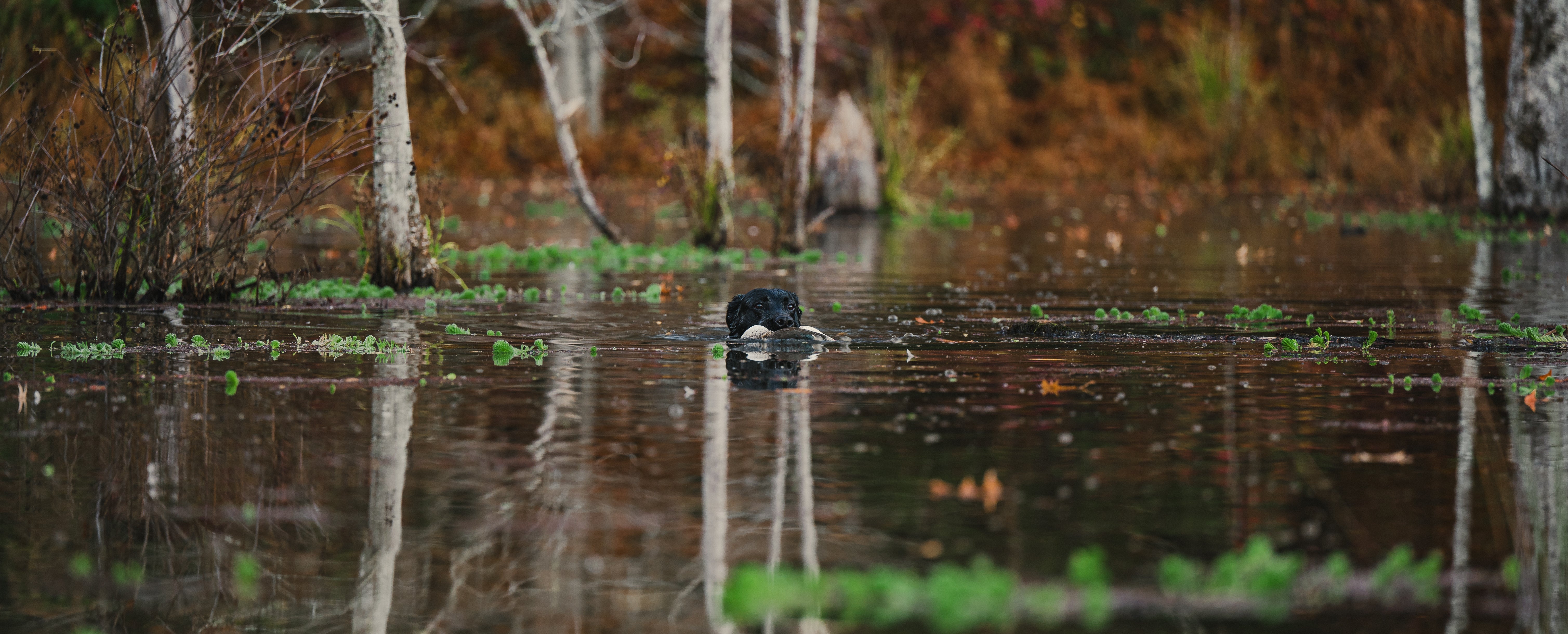 Deals Swamp Dog deals-swamp-dog