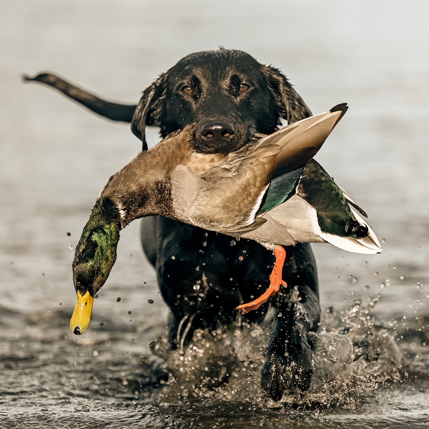 Retriever Tee