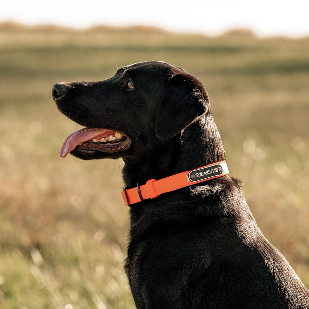 Blaze Dog Collar