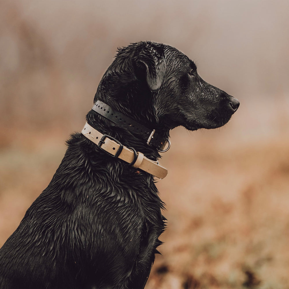 Field Tan Dog Collar