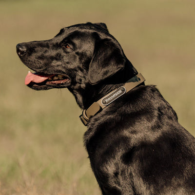 Timber Green Dog Collar